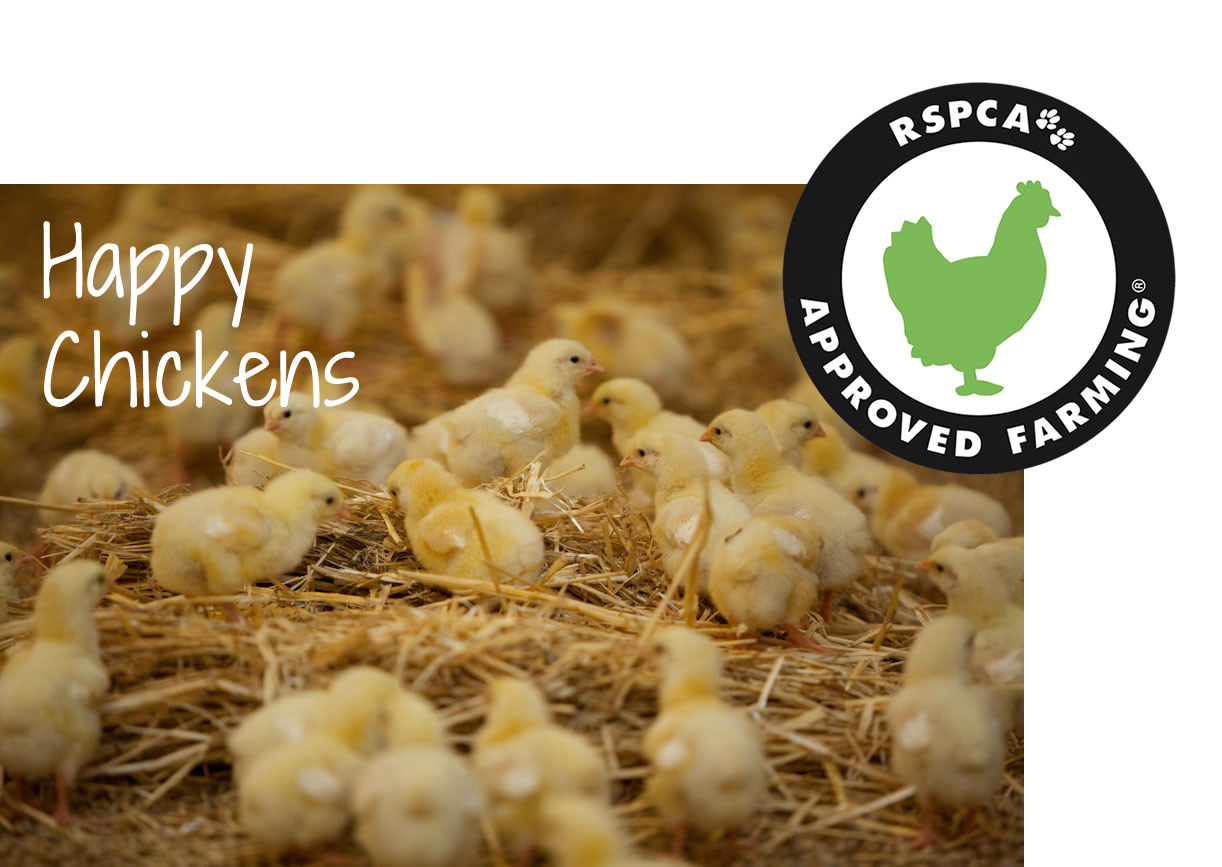 RDP_Haz_HappyChicks Hazeldenes Chickens