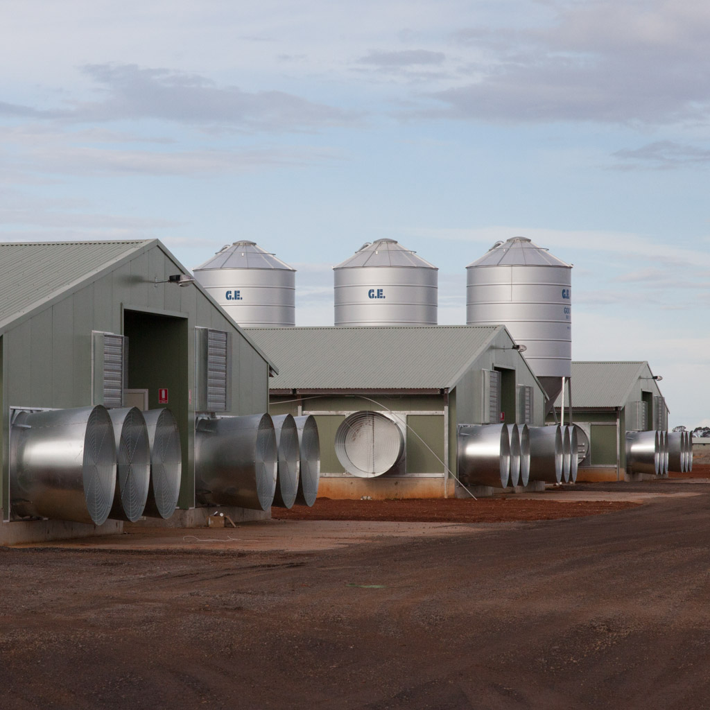 RDPHazeldenesLifecycle47 Hazeldenes Chickens